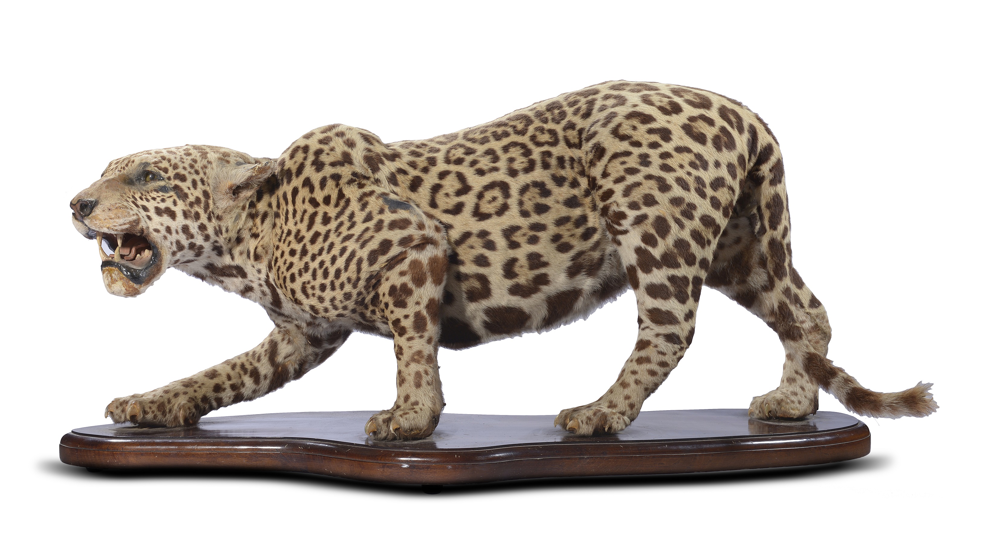 A taxidermy jaguar