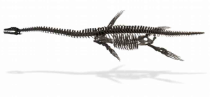 Plesiosaur skeleton that sold at auction in 2017