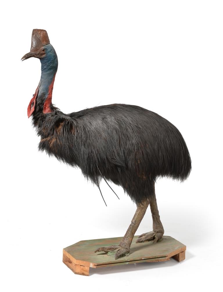 The antique Victorian taxidermy Cassowary