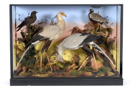 Taxidermy birds