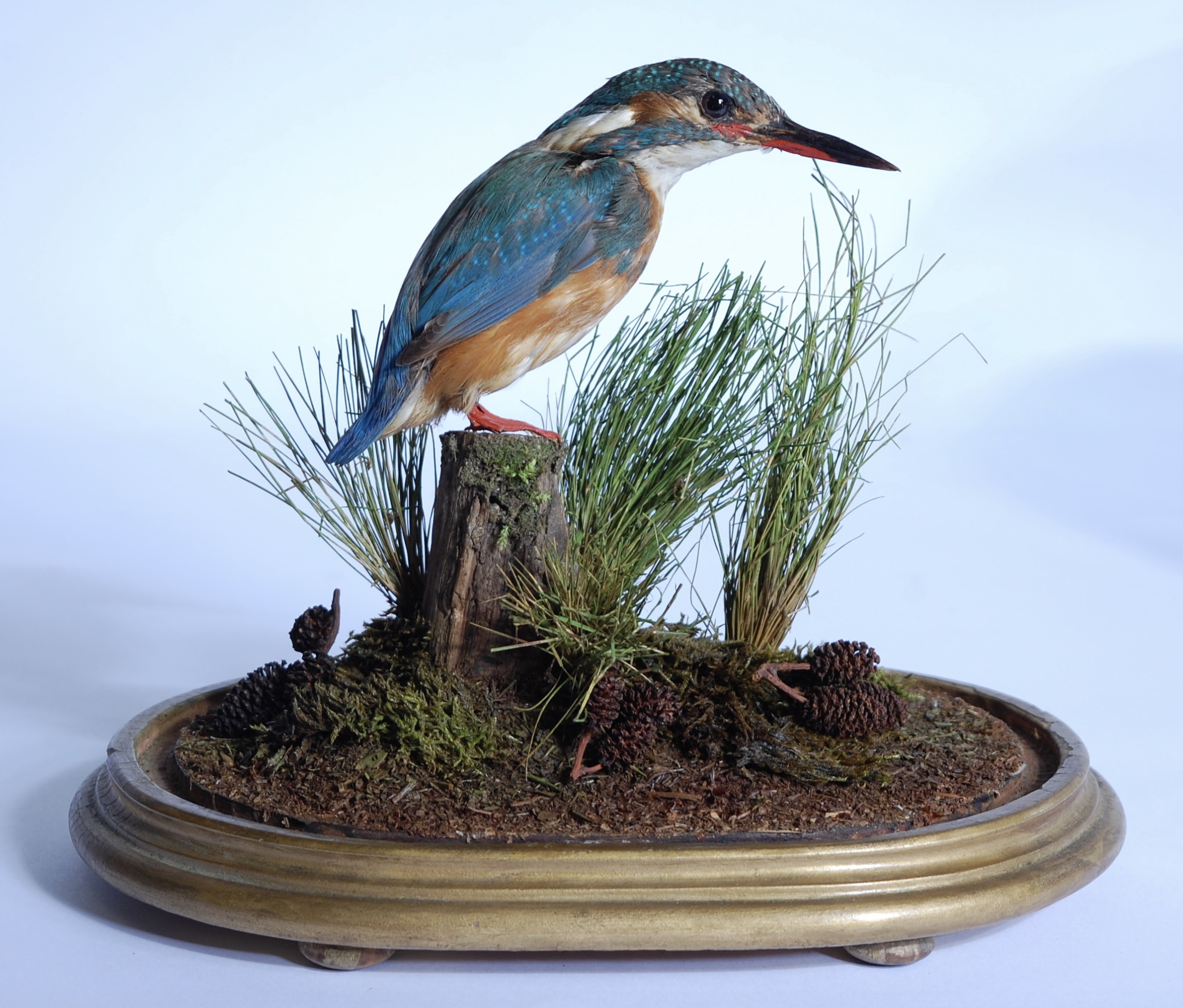 Taxidermy kingfisher