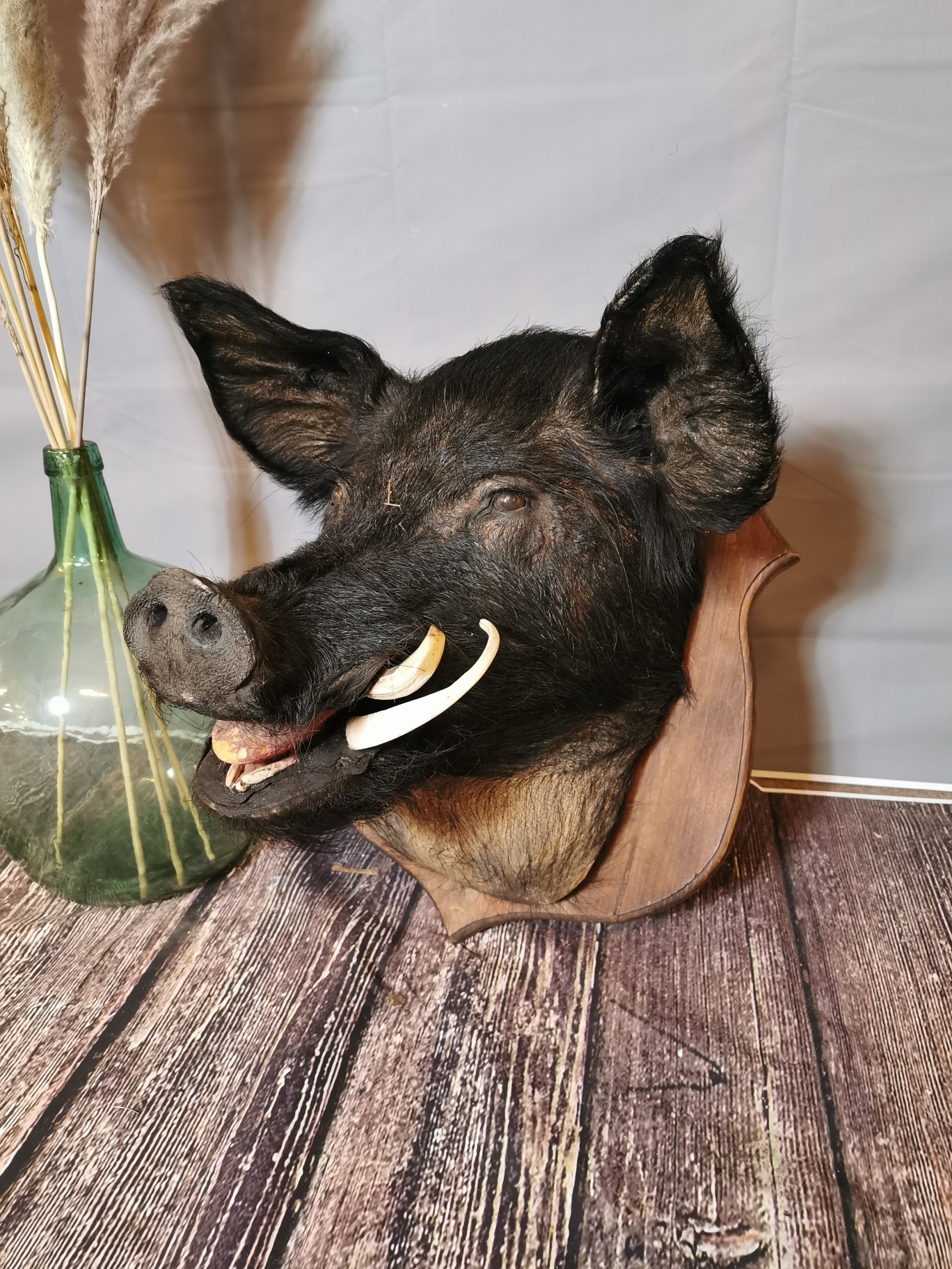 A taxidermy boar head