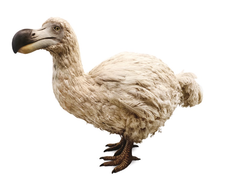 A taxidermy dodo