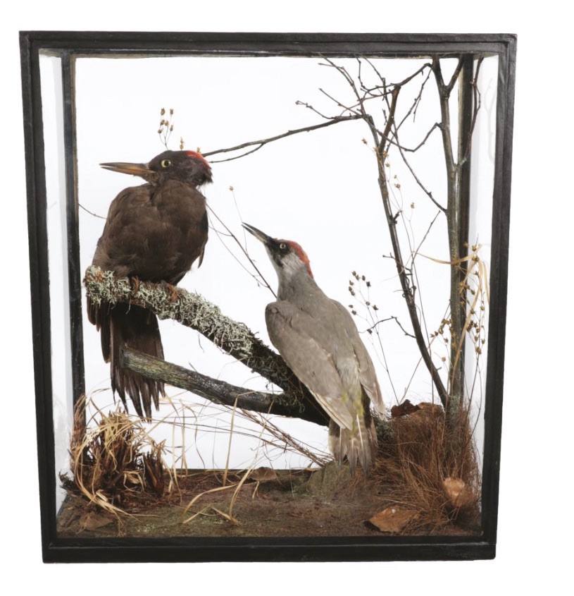 A cased woodpecker diorama, by Rowland Ward, etched to front glass ‘Rowland Ward, 166 Piccadilly, London’, sold for £200