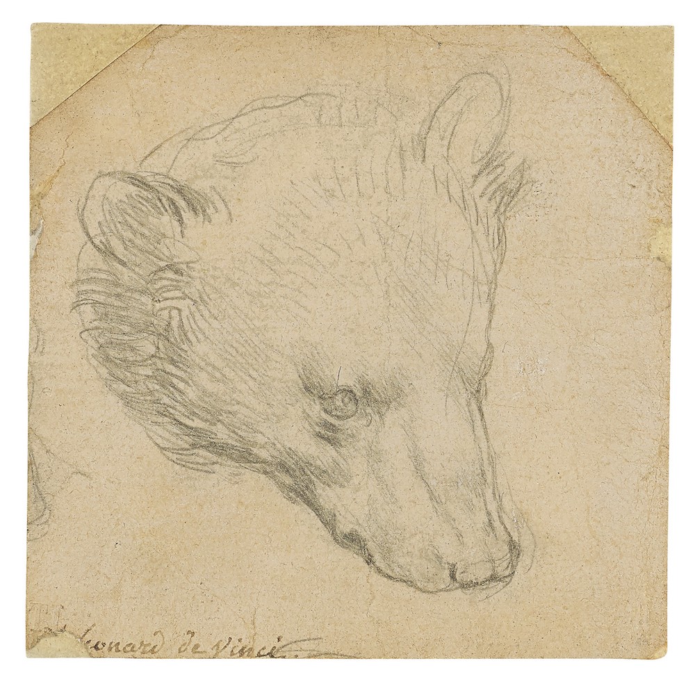Leonardo da Vinci's Head of a Bear