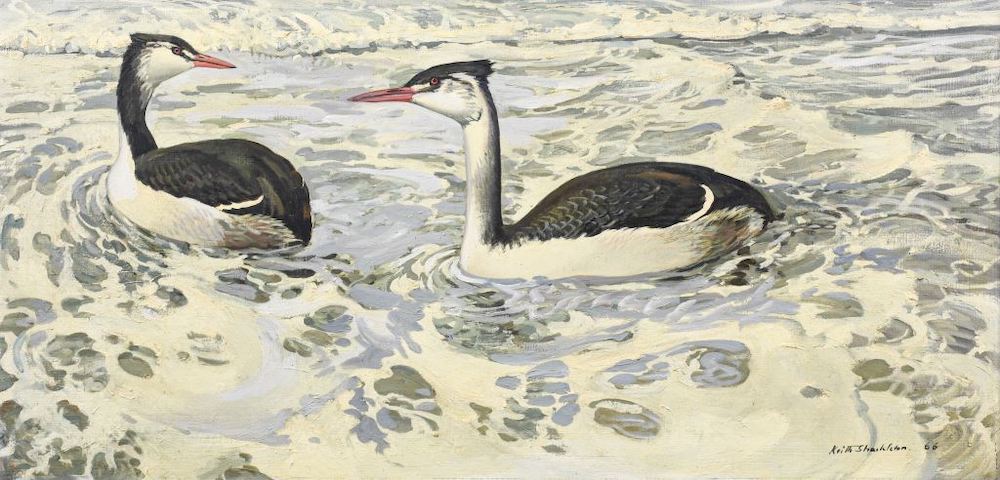 Keith Hope Shackleton ‘Grebes inside the breakers’