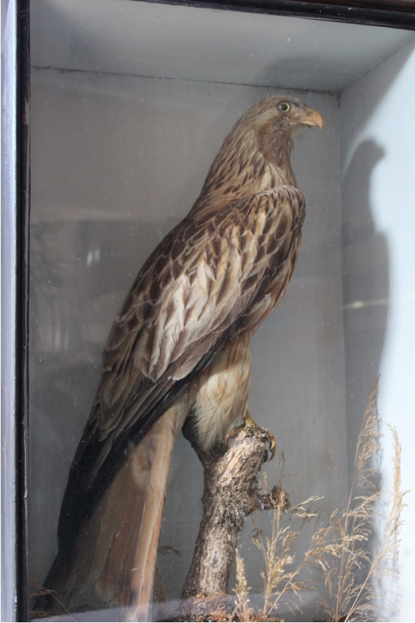 Taxidermy eagle