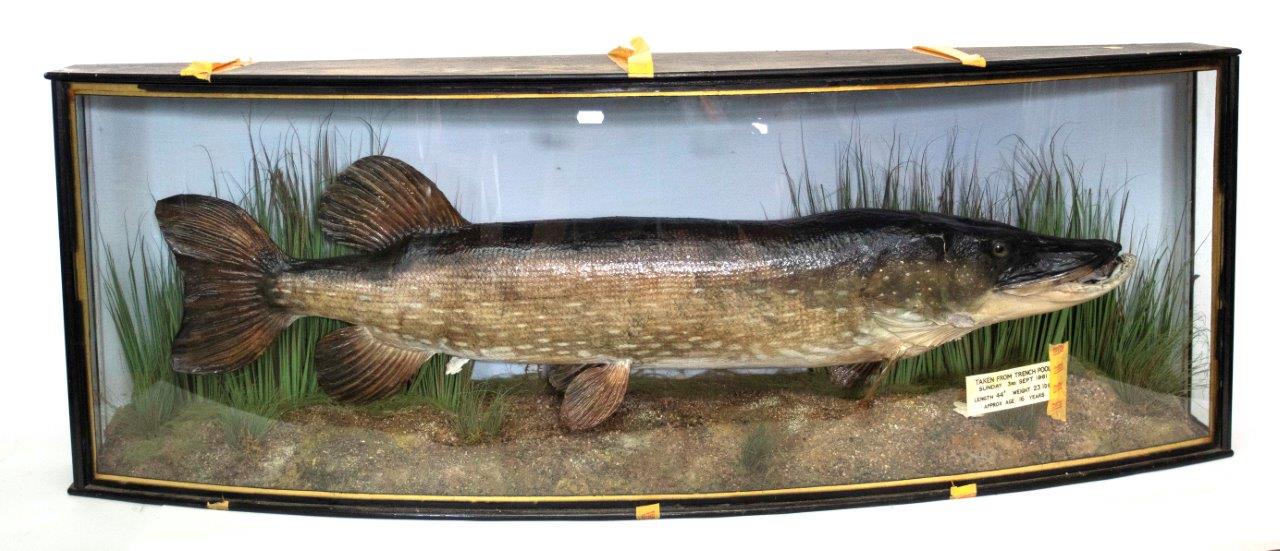 Taxidermy fish in glass case