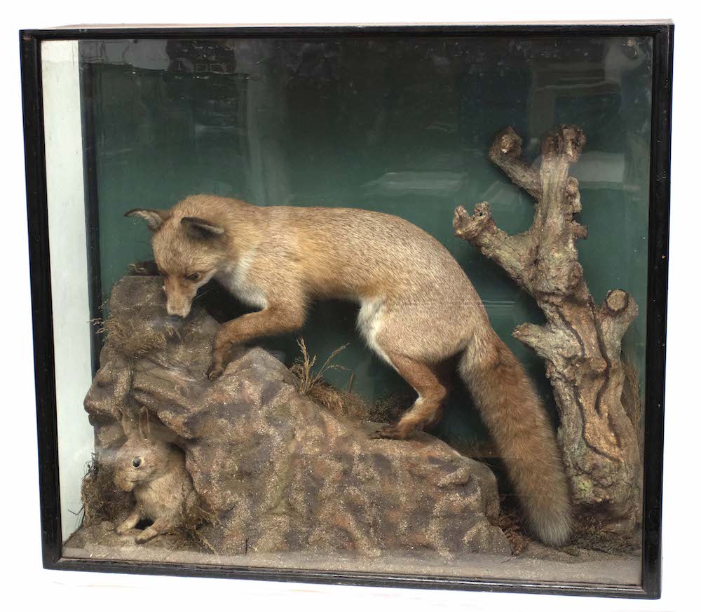 Taxidermy fox and rabbit in glass case