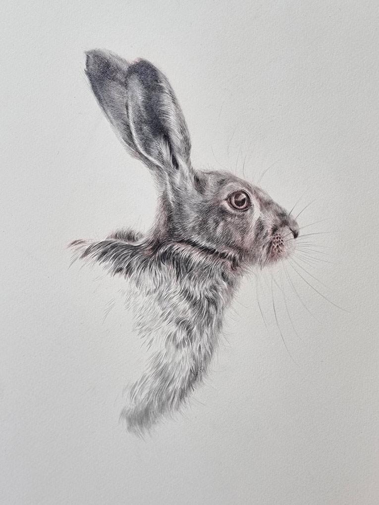 Norton Way Gallery - 'Hare Study'