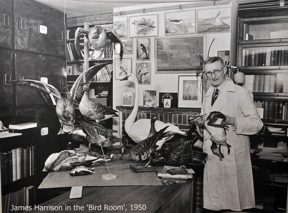 James Harrison with his collection of birds in 1950