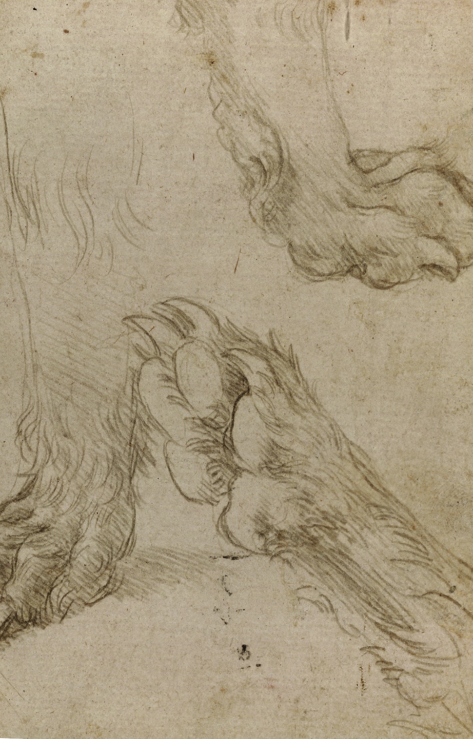 Leonardo da Vinci (1452-1519) Studies of a Dog’s Paw (verso)