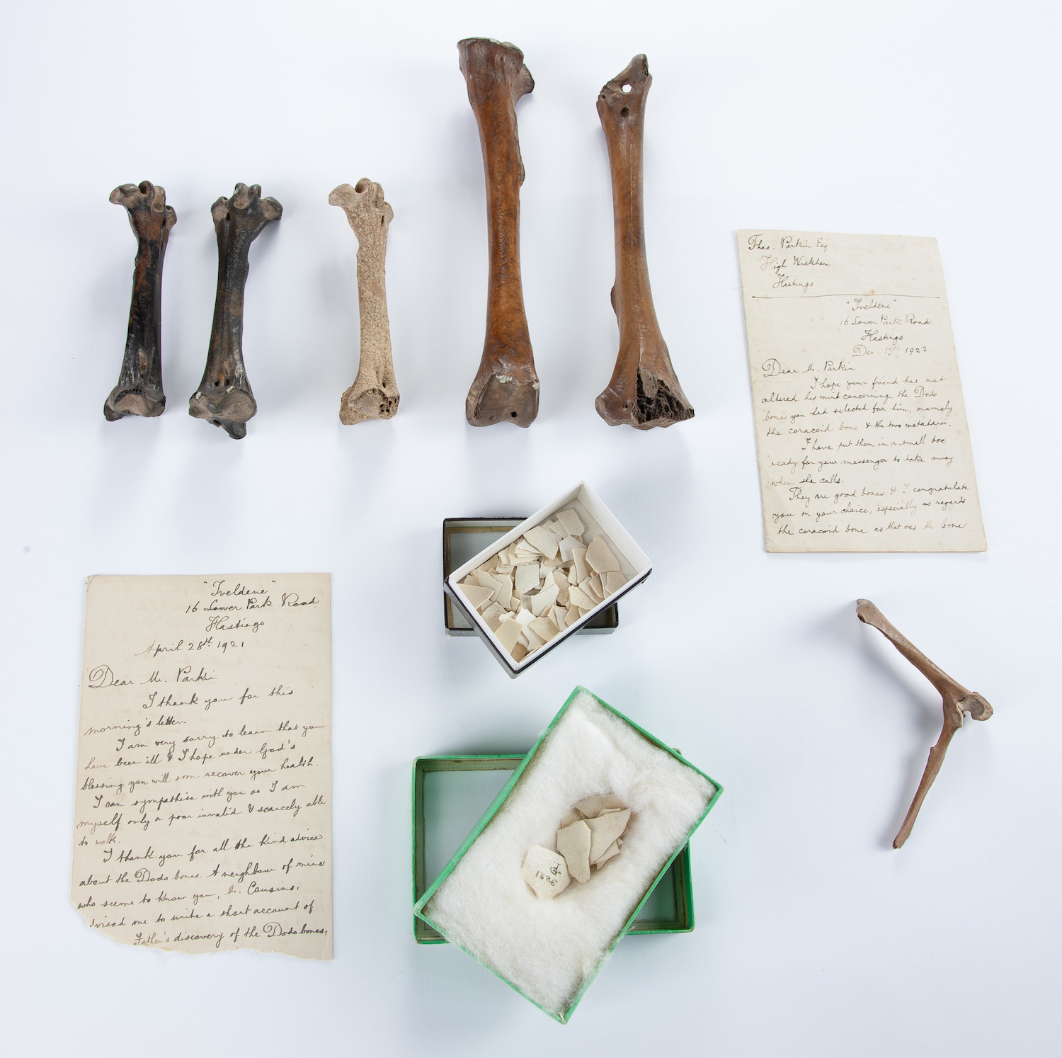 A collection of Dodo bones set to sell at Summers Place Auctions