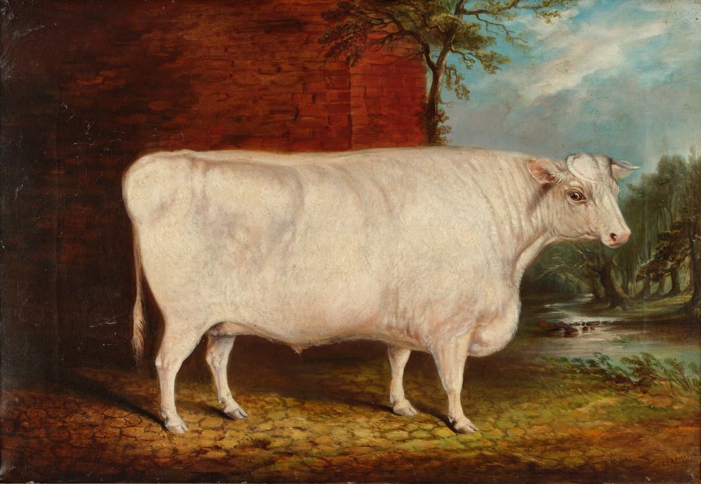 Portrait of a Prize Winning White Bullock in the Manner of John Boultbee