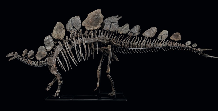 The fossilised bones of a stegosaurus dinosaur
