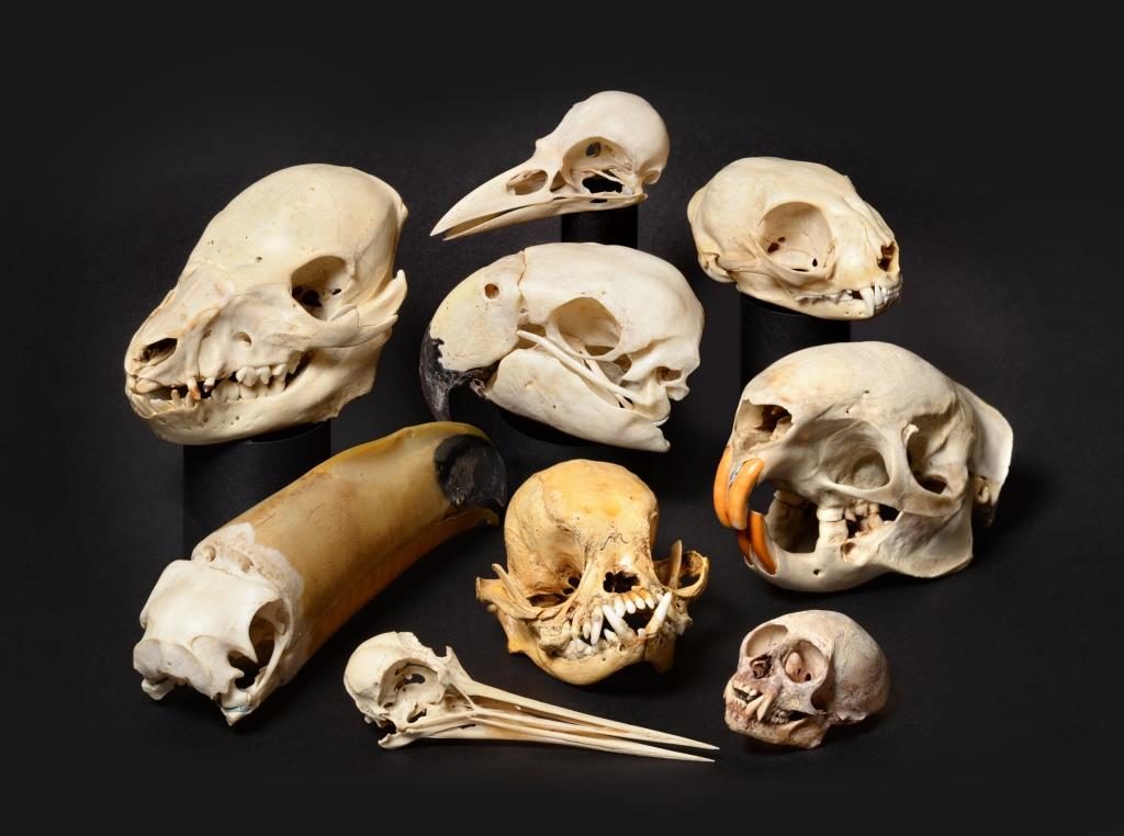 The collection of animal skulls in sale